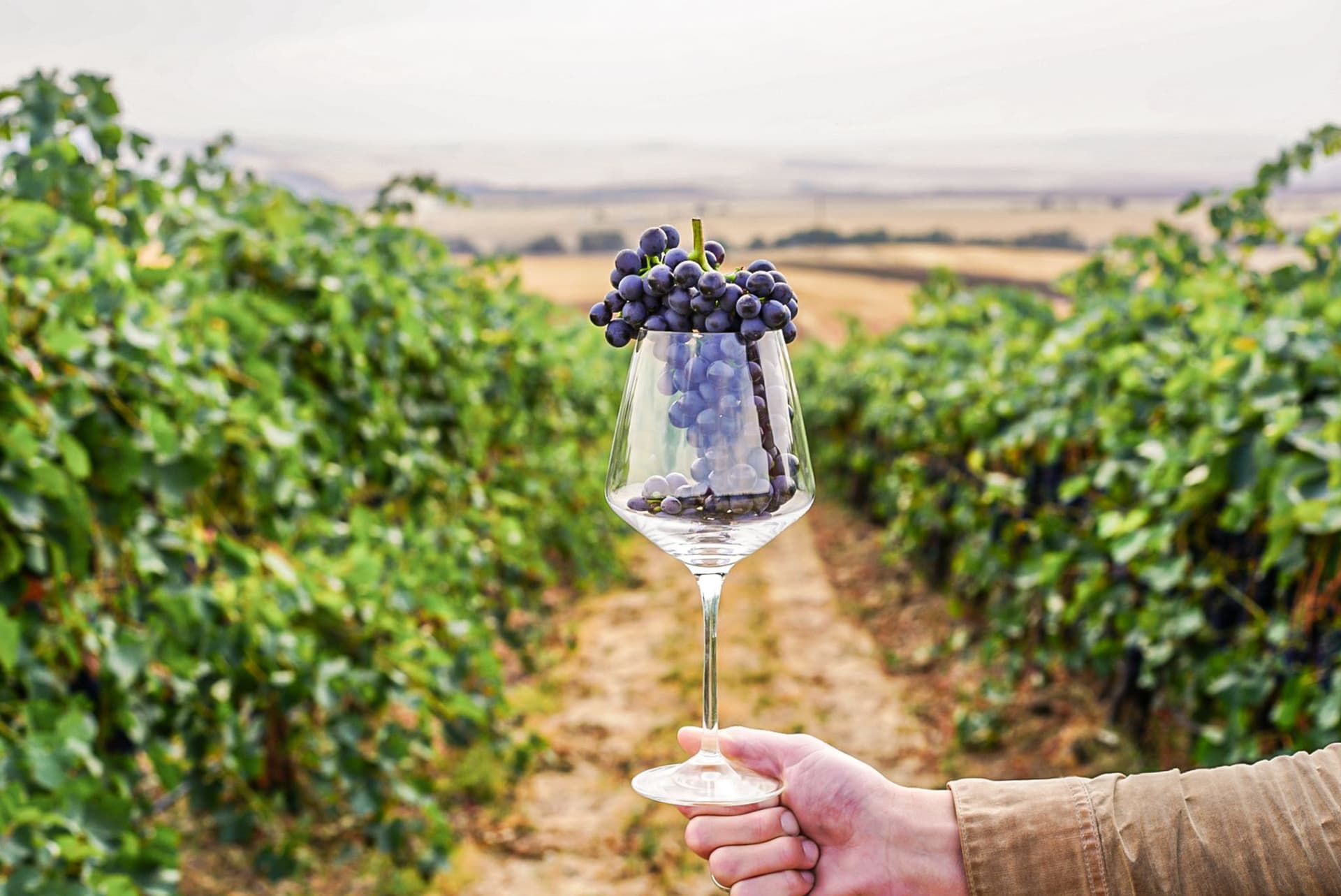 Walla Walla: What Are You Waiting For?